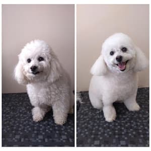 Vet União: Clínica Veterinária na Vila Mariana em null