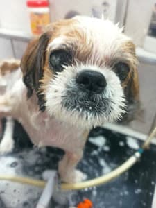 Ame Pet Shop Cães & Gatos em null