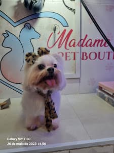 PET SHOP MADAME LOLITA PET BOUTIQUE em null