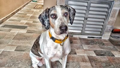 O Cãoselheiro em null